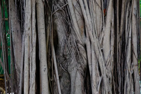 Raízes Árvore Banyan Para Fundo Papel Parede Textur — Fotografia de Stock