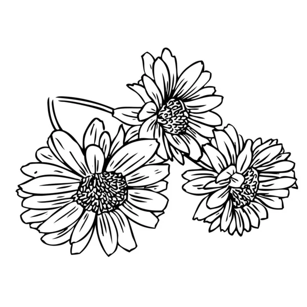 菊の花 Dendranthema Morifolium Ramat Tzvel 線画だ 白黒のイラスト ベクトル — ストックベクタ