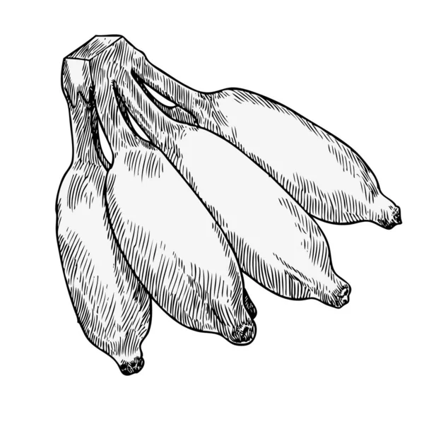 Ręcznie Rysowany Szkic Kultywowanego Banana Izolowane Czarno Białe Ilustracji Wektor — Wektor stockowy