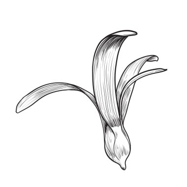 Beyaz arkaplanda izole edilmiş dipterokarpus çiçeği, elle çizilmiş vektör çizimi