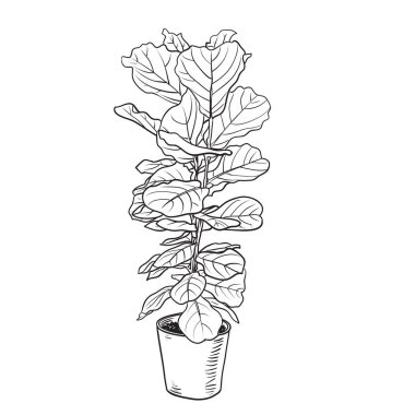 Ficus Lyrata ya da Fiddle Leaf Fig, El çizimi sanatı, dekoratif duvar baskıları için kopya alanı ile beyaz arkaplanda izole edilmiş..