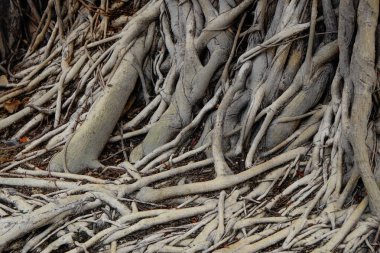 Ormandaki eski banyan ağacının kökleri Doku ve Duvar Kağıdı