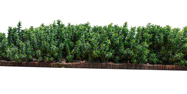 tropical plant flower bush tree and green bush tree isolated on white background with clipping path