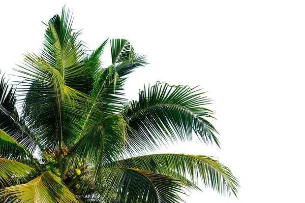Кокосова Пальма Ізольована Білому Тлі Простір Коктейлів — стокове фото