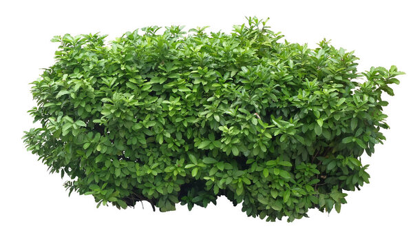 Fagraea berteroana  , commonly known as the pua keni keni, pua kenikeni or perfume flower tree, is a small spreading tree or a large shrub which grows in the sub-tropics , isolated on white background, with clipping path