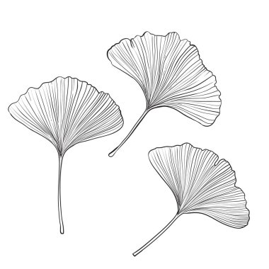Ginkgo yaprağı, yerçekimi biçimi el çizimi vektör mürekkebi çizimi illüstrasyon