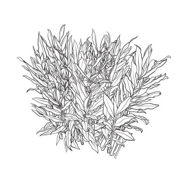 El çizimi Çalı, Galangal bitki vektör çizimi, mimari illüstrasyon