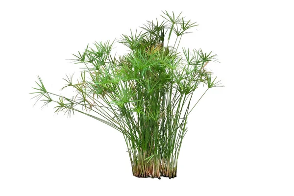 Cyperus Зеленое Растение Изолированный Белый Фон Обрезкой Пути — стоковое фото
