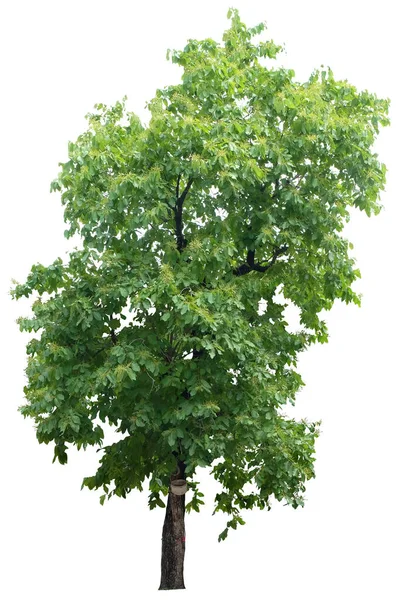 クリッピングパスを持つ白い背景に隔離されたLagerstroemia Speciosa木 — ストック写真