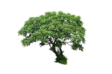 Plumeria ağacı kırpma yolu ile beyaz arka planda izole
