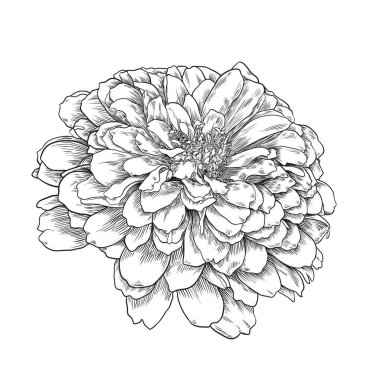 Beyaz arka planda Zinnia çiçeğinin el çizimi. Karşılama kartı için satır sanatı biçiminde tasarım elementi, Vektör illüstrasyonu.