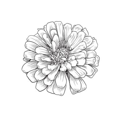Beyaz arka planda Zinnia çiçeğinin el çizimi. Karşılama kartı için satır sanatı biçiminde tasarım elementi, Vektör illüstrasyonu.