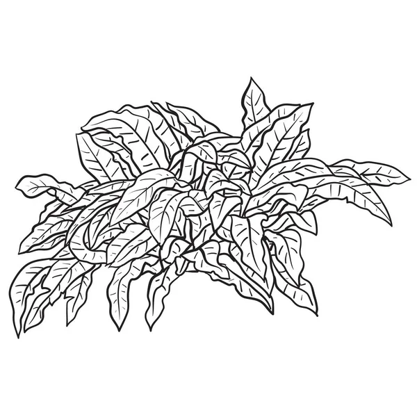 Handtekening Schetsen Vector Tropische Planten — Stockvector