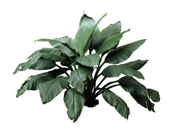 Spathiphyllum Sensation Isolated Clipping Path Peace Lily — стоковое фото