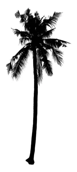 Силуети Кокосового Дерева Красиві Білому Тлі — стокове фото