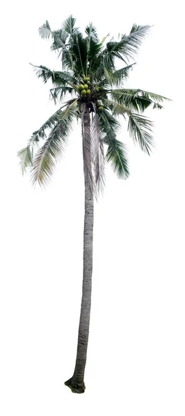 Kokospalme Mit Grünen Blättern Auf Weißem Hintergrund — Stockfoto