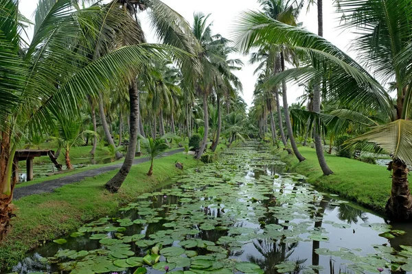 Lotus Dam Kokosplantage - Stock-foto