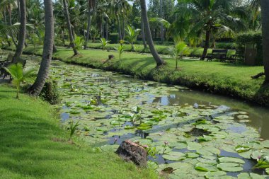 Hindistan cevizi ağacı bahçesi. Hindistan cevizi palmiyesi. Hindistan cevizi ekimi oranı