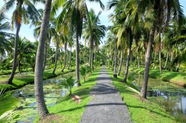 Hindistan cevizi ağacı bahçesi. Hindistan cevizi palmiyesi. Hindistan cevizi ekimi oranı