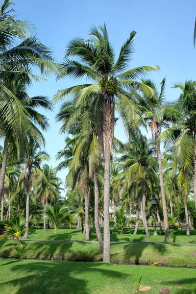 Сад Кокосового Дерева Кокосовые Пальмы Кокосовые Плантации — стоковое фото