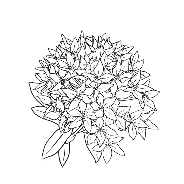 Handgezeichnete Ixora Blumen Schwarz Weiß Zeichnung Mit Linienzeichnungen Auf Weißem — Stockvektor