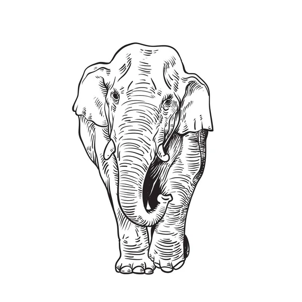 Mão Desenhado Esboço Asiático Elefante Ilustração Feito Tinta Preta Isolado —  Vetores de Stock