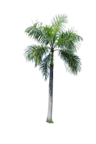 Wodyetia Bifurcata Uma Espécie Palmeira Família Arecaceae — Fotografia de Stock