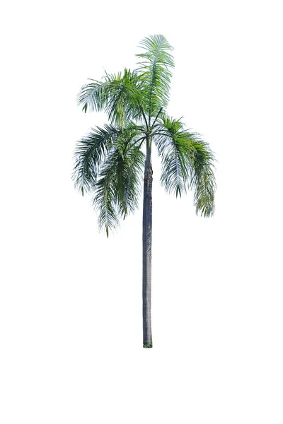 Wodfestia Bifurcata Foxtail Palm Вид Пальм Семейства Arecaceae Изолированный Белом — стоковое фото