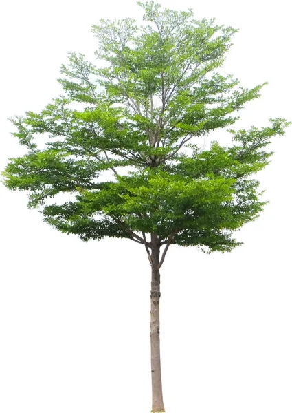 Terminalia Ivorensis Тропічне Дерево Ізольоване Білому Тлі Відсічним Контуром — стокове фото