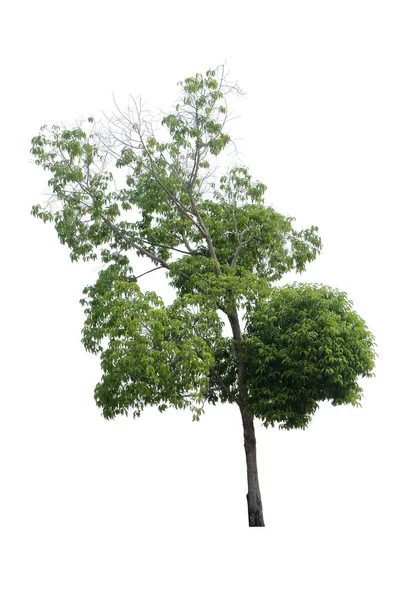 Acacia Auriculiformis Comunemente Nota Come Auri Earleaf Acacia Albero Tropicale — Foto Stock