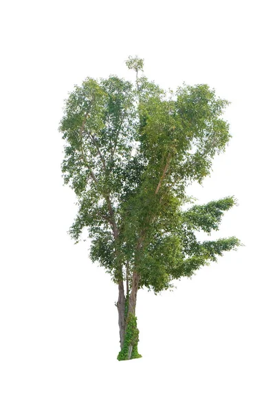 Дерево Ізольоване Білому Тлі Відсічним Контуром — стокове фото