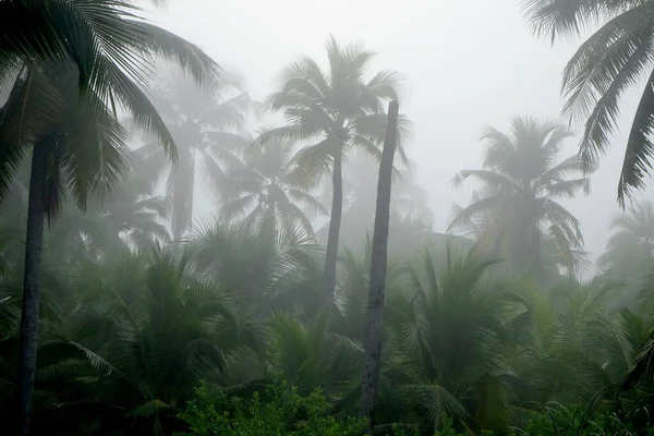 Кокосові Дерева Тумані Ранку — стокове фото