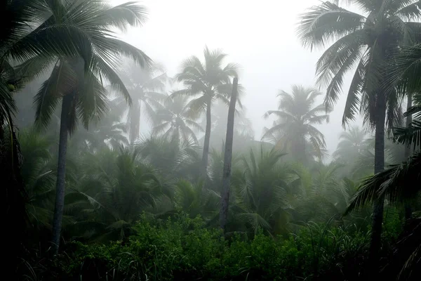 Кокосові Дерева Тумані Ранку — стокове фото