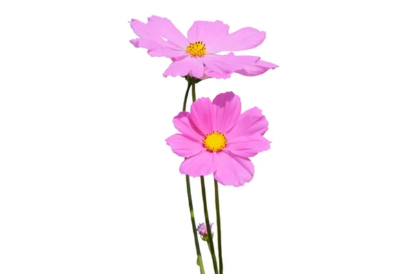 Pink Mexican Aster White Patterns Cosmos Flower Isolated White Background — Stock Photo, Image