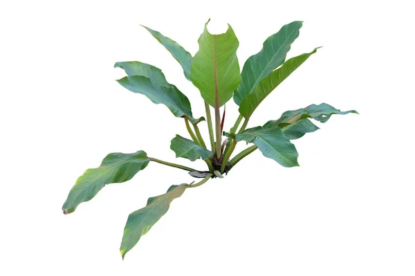 Filodendron Philodendron Ruaysap Jest Trzy Podrodzaje Rodzaju Philodendron Rośliny Ozdobne — Zdjęcie stockowe
