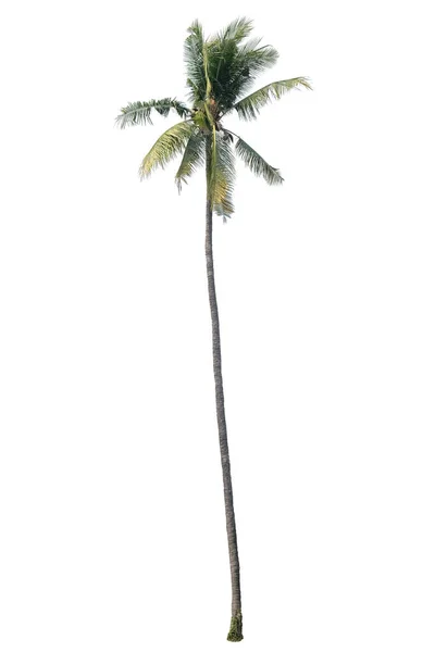 Kokosnötsträd Isolerade Vit Bakgrund — Stockfoto
