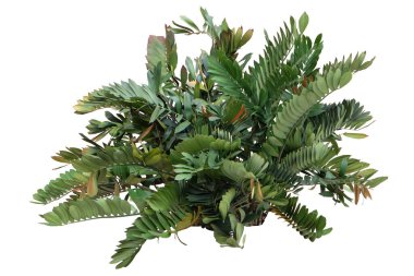 Karton Palmiye Ağacı (Zamia furfurfuracea) beyaz arkaplanda kırpma yolu ile izole edilmiştir.