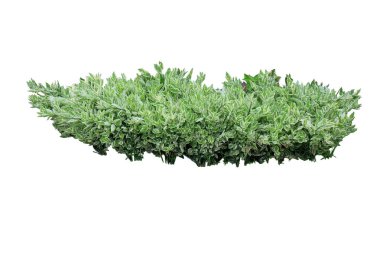 Pedilanthus titimaloides bitkisi dikleşmiş, beyaz arka planda izole edilmiş, kırpma yolu olan bir çalılık.