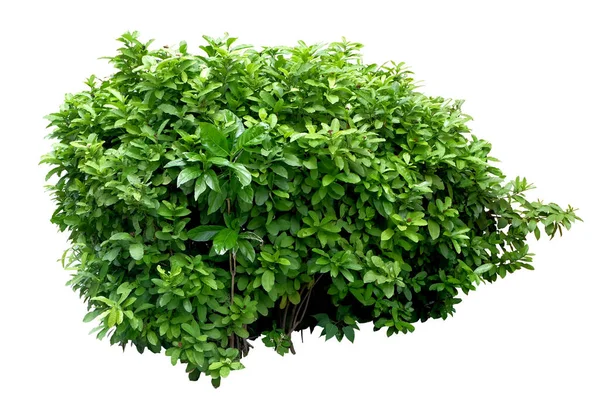 Fagraea Berteroana 通常被称为 Pua Keni Keni Pua Kenikeni 或香水花树 是一种生长在亚热带的小乔木或大灌木 — 图库照片