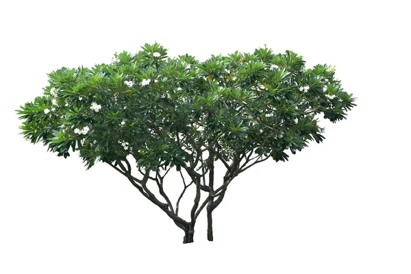 Plumeria Träd Isolerad Vit Bakgrund Med Klippning Väg — Stockfoto
