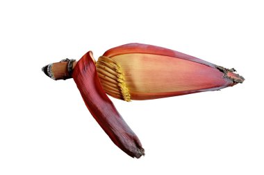 Beyaz arkaplanda çiçek açan muz izole