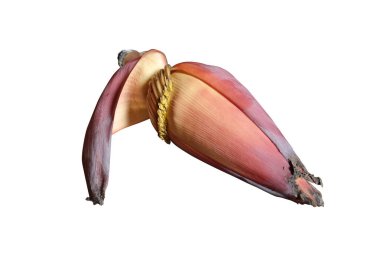 Beyaz arkaplanda çiçek açan muz izole