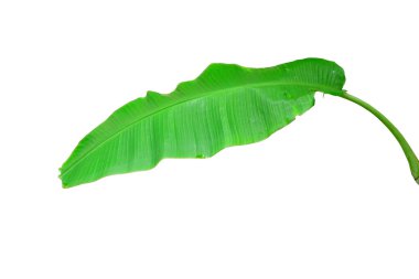 Muz Yaprak üzerinde izole beyaz arka plan, dosyada, kırpma yolu.