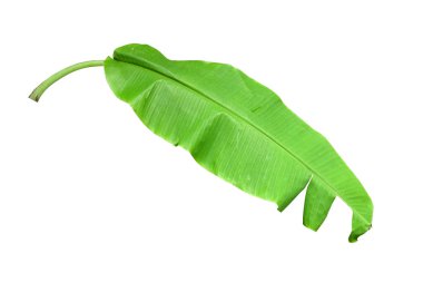 Muz Yaprak üzerinde izole beyaz arka plan, dosyada, kırpma yolu.