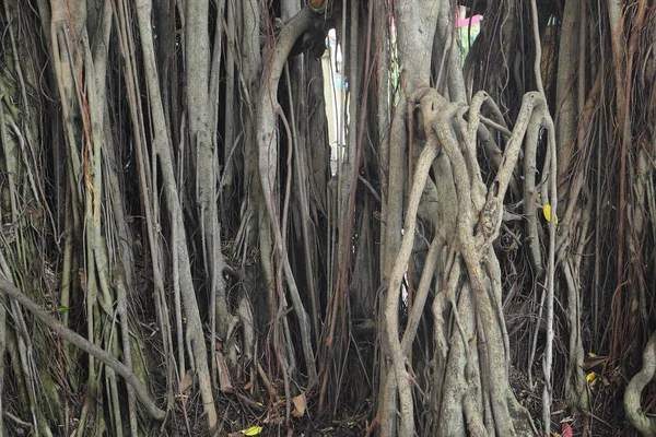 Banyan Baumwurzeln Für Hintergrund Hintergrund Und Textur — Stockfoto