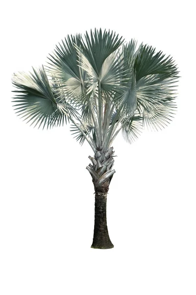 Bismarck Palm Tree Isolado Sobre Fundo Branco Adequado Para Uso — Fotografia de Stock