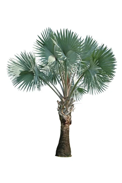 Bismarck Palm Tree Izolované Bílém Pozadí Výstřižkem Cesta — Stock fotografie