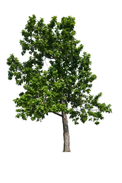 Sal Strom Izolovaný Bílém Pozadí Oříznutou Cestou — Stock fotografie