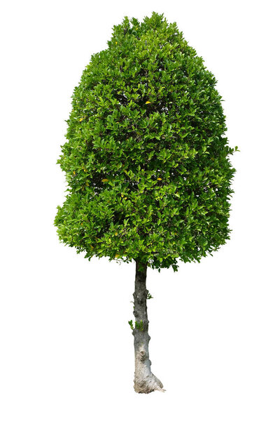 Tall bush, Green hedges isolated on white background with Clipping Paths 