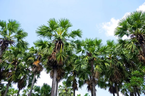 Rangée Palmier Asiatique Dans Parc Utilisation Pour Jardin Parc Décoré — Photo